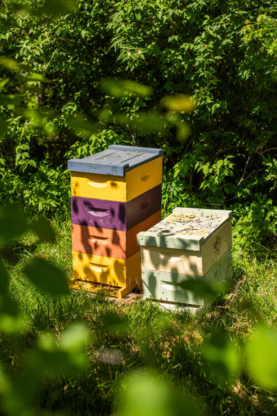 Messner Bee Farm - Winter Mint Lip Balm