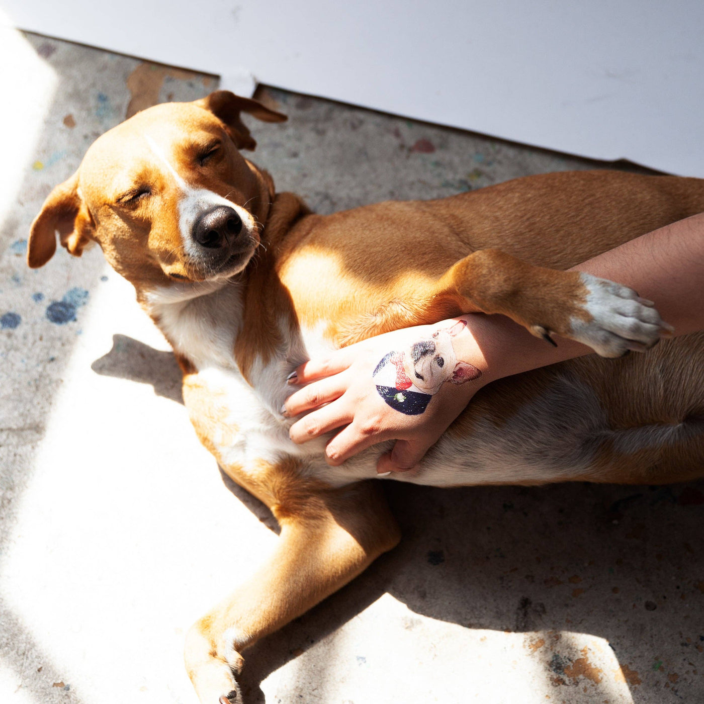 Tattly - French Bulldog Tattoo Pair