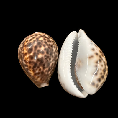 Tiger Shell-Natural 3"