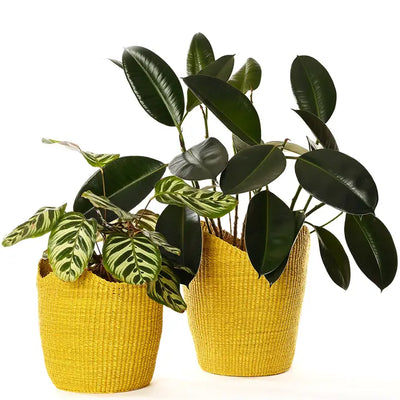 Yellow Elephant Grass Tulip Baskets