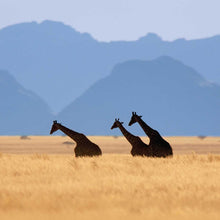 Into Africa