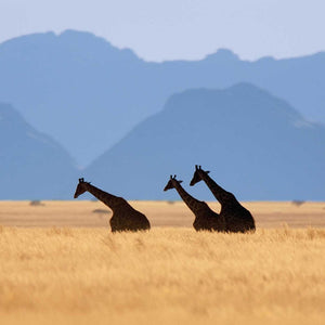 Into Africa