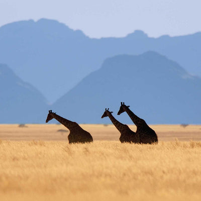 Into Africa