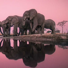 Into Africa