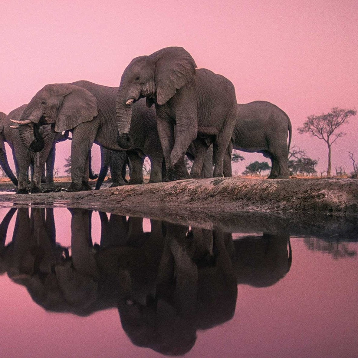 Into Africa