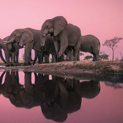 Into Africa