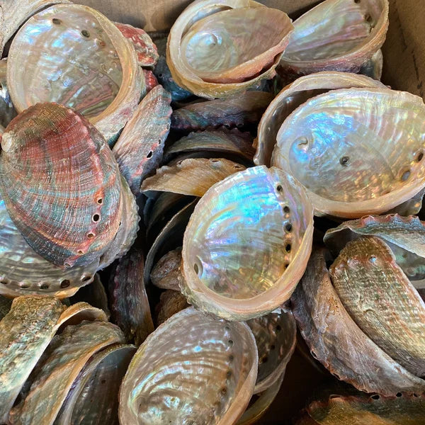 Abalone Shell 3.5 Inches