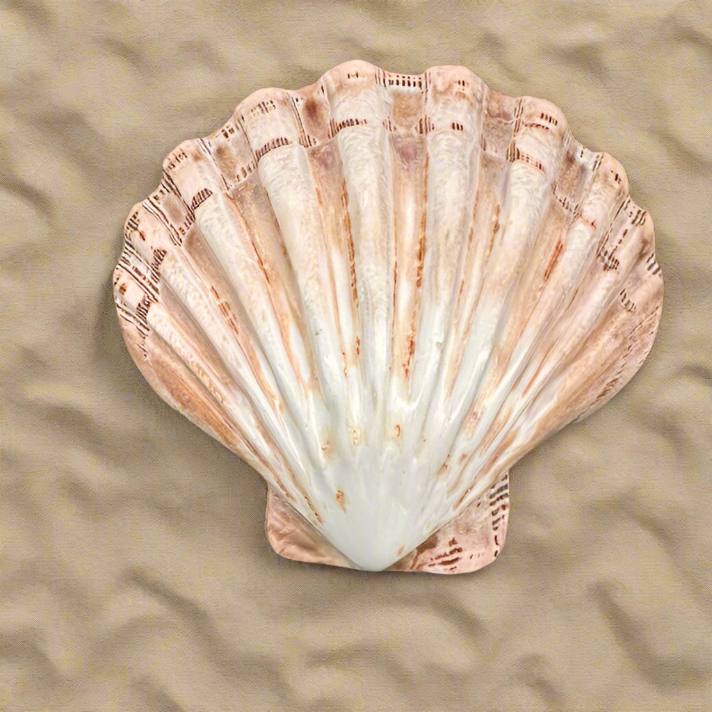 Scalloped Flat Shell