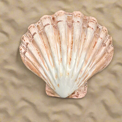 Scalloped Flat Shell