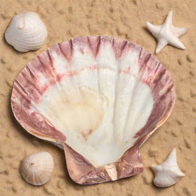 Scalloped Flat Shell