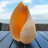 Melo Melo Yellow Lady Shell