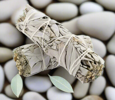 California White Sage 4"