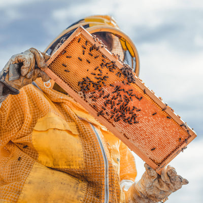 Beard Oil - Fresh Timber - Cedarwood and Bergamot-Messner Bee Farm