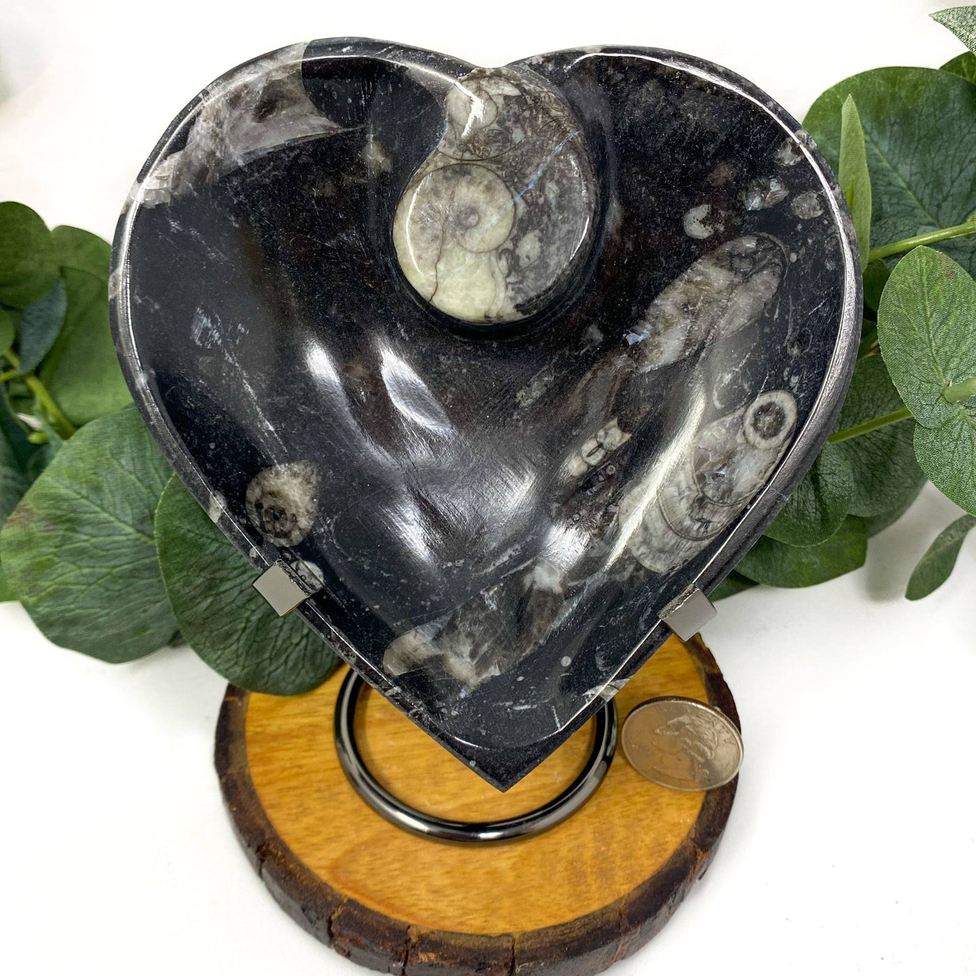 Orthoceras Heart Bowl-The Crystal Tabby