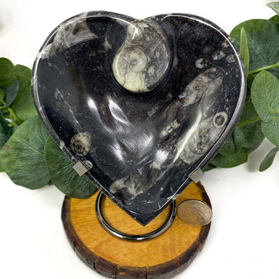 Orthoceras Heart Bowl-The Crystal Tabby