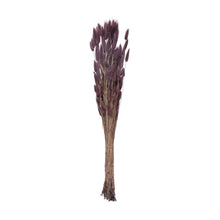 Dried Natural Bunny Tail Bunch, Lavender Color - Creative Co-Op
