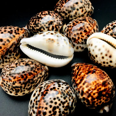 Tiger Shell-Natural 3"