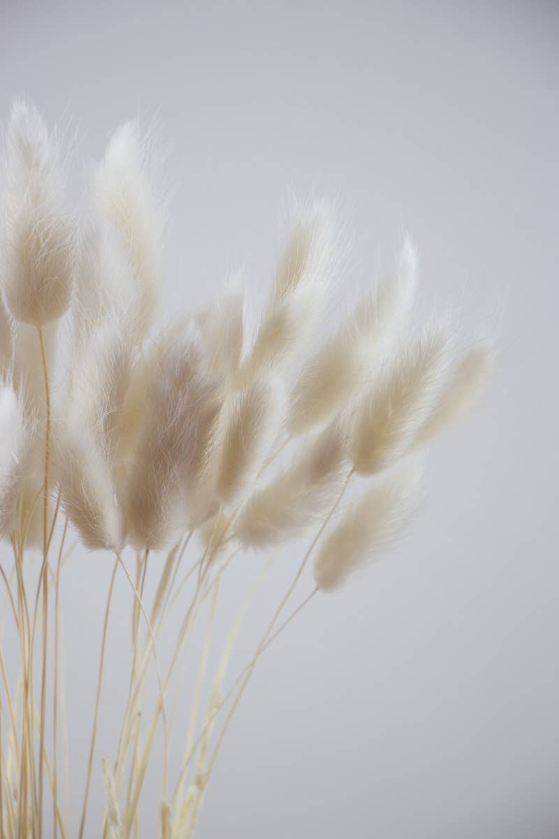 For Love Of Pampas - Bunny Tails White