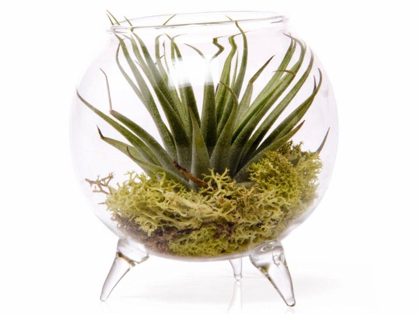 Glass terrarium