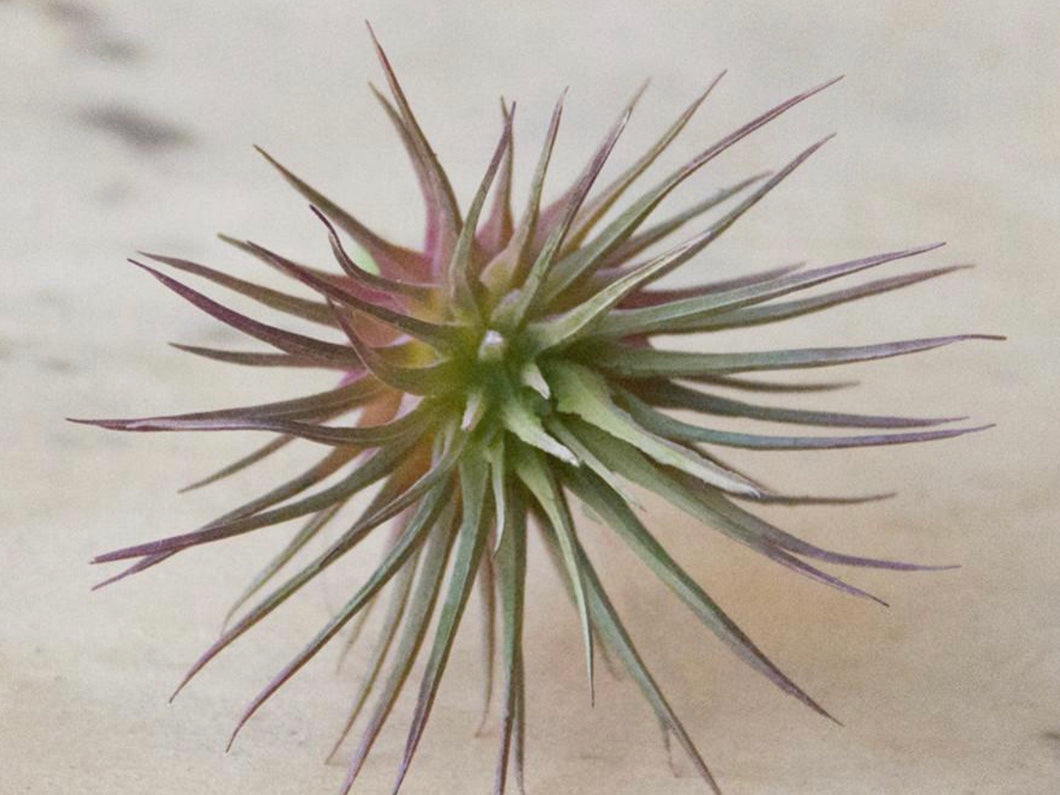 Faux Airplant